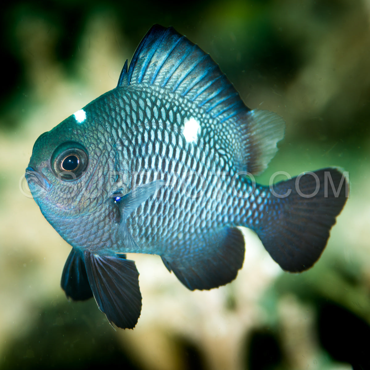juvenile threespot dascyllus damselfish