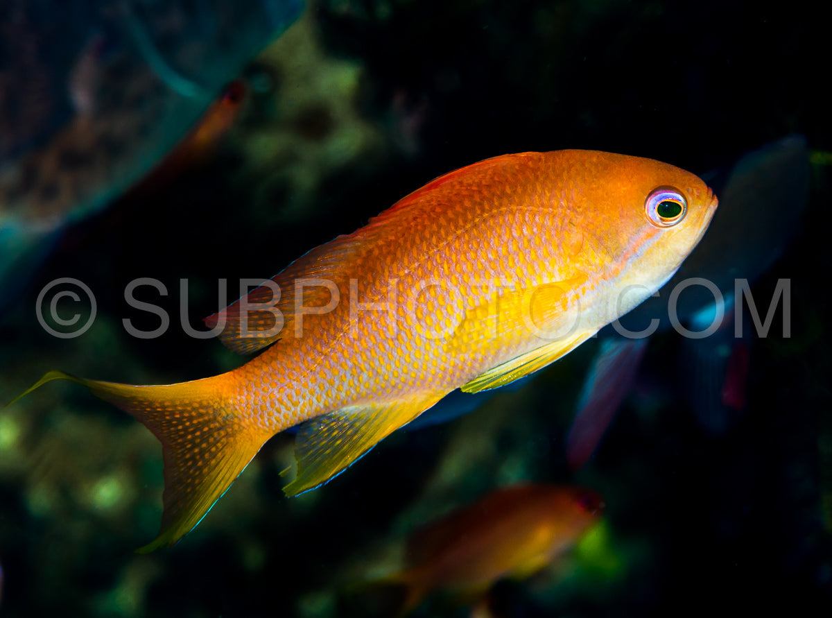 Photo de poisson anthias femelle de Luçon