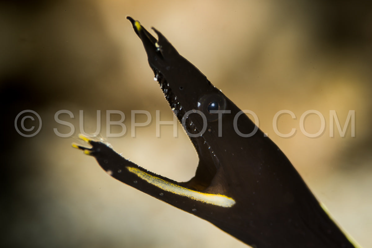 Photo de juvénile tête d'anguille ruban gros plan