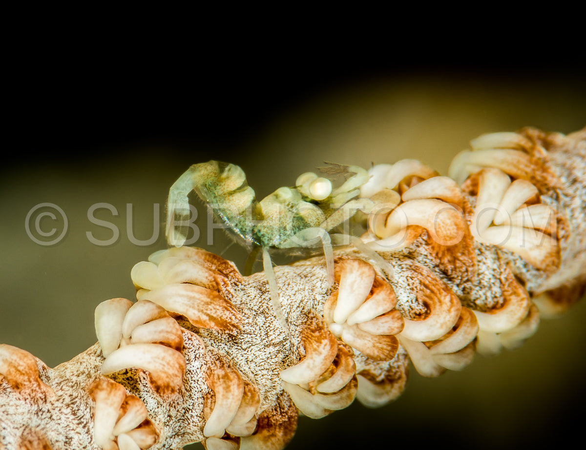 Photo de crevette corail anker whip