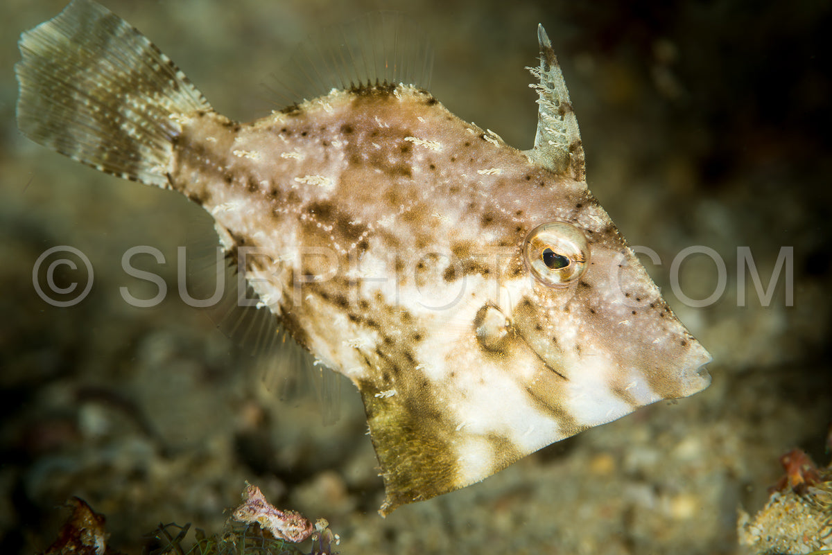 Photo de faintstipe filefish poisson