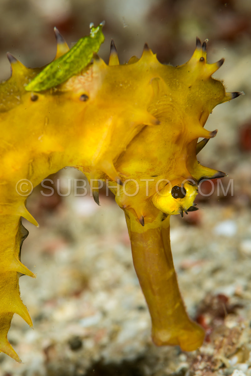 thorny seahorse with a small greenish nudibranch riding its back