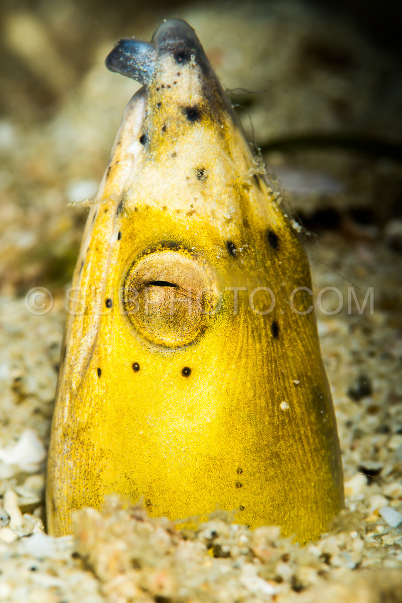 Photo de Anguille serpentaire à nageoires noires dans le sable