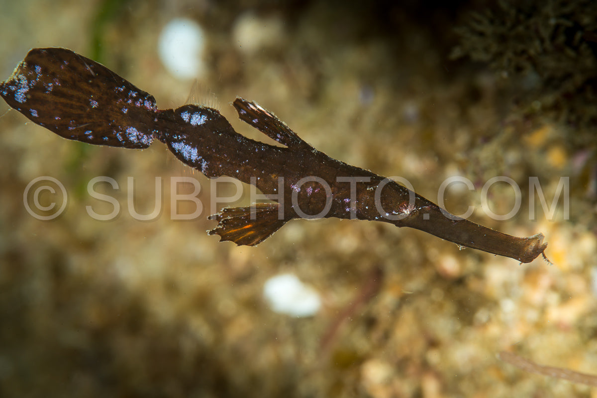 robust ghost pipefish