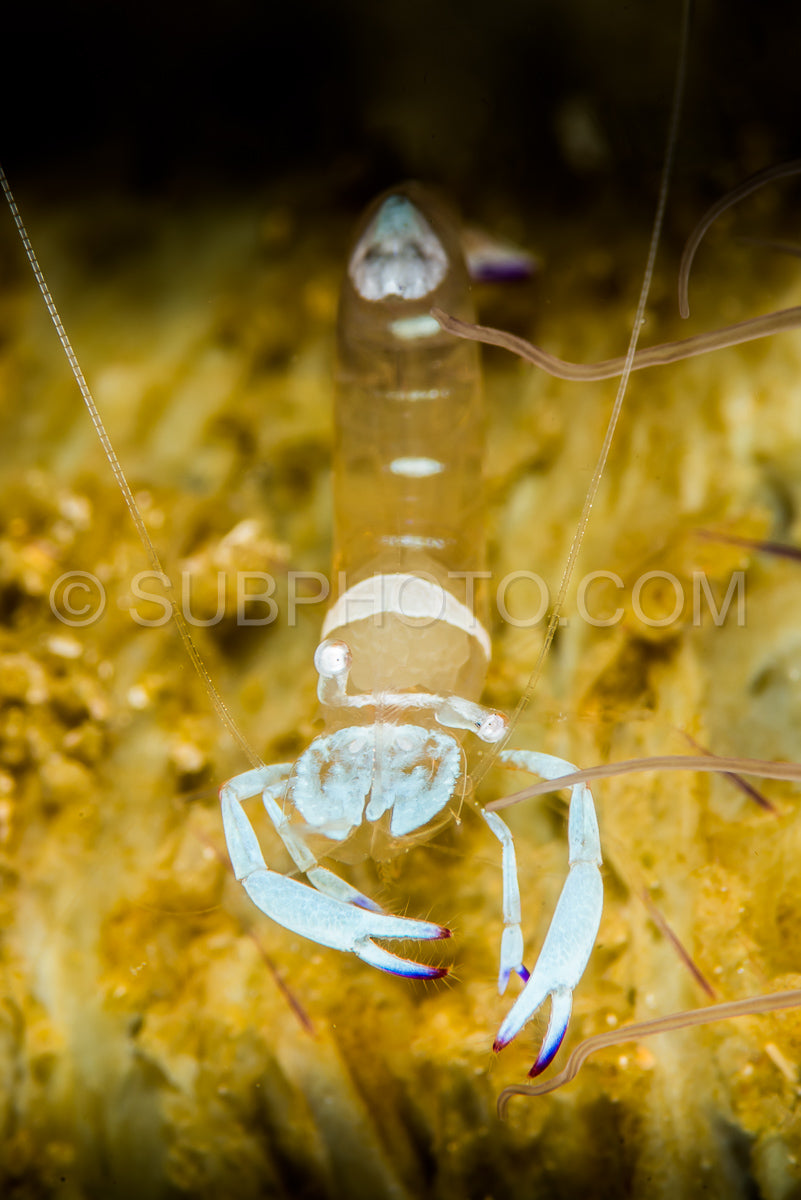 magnificent anemone shrimp