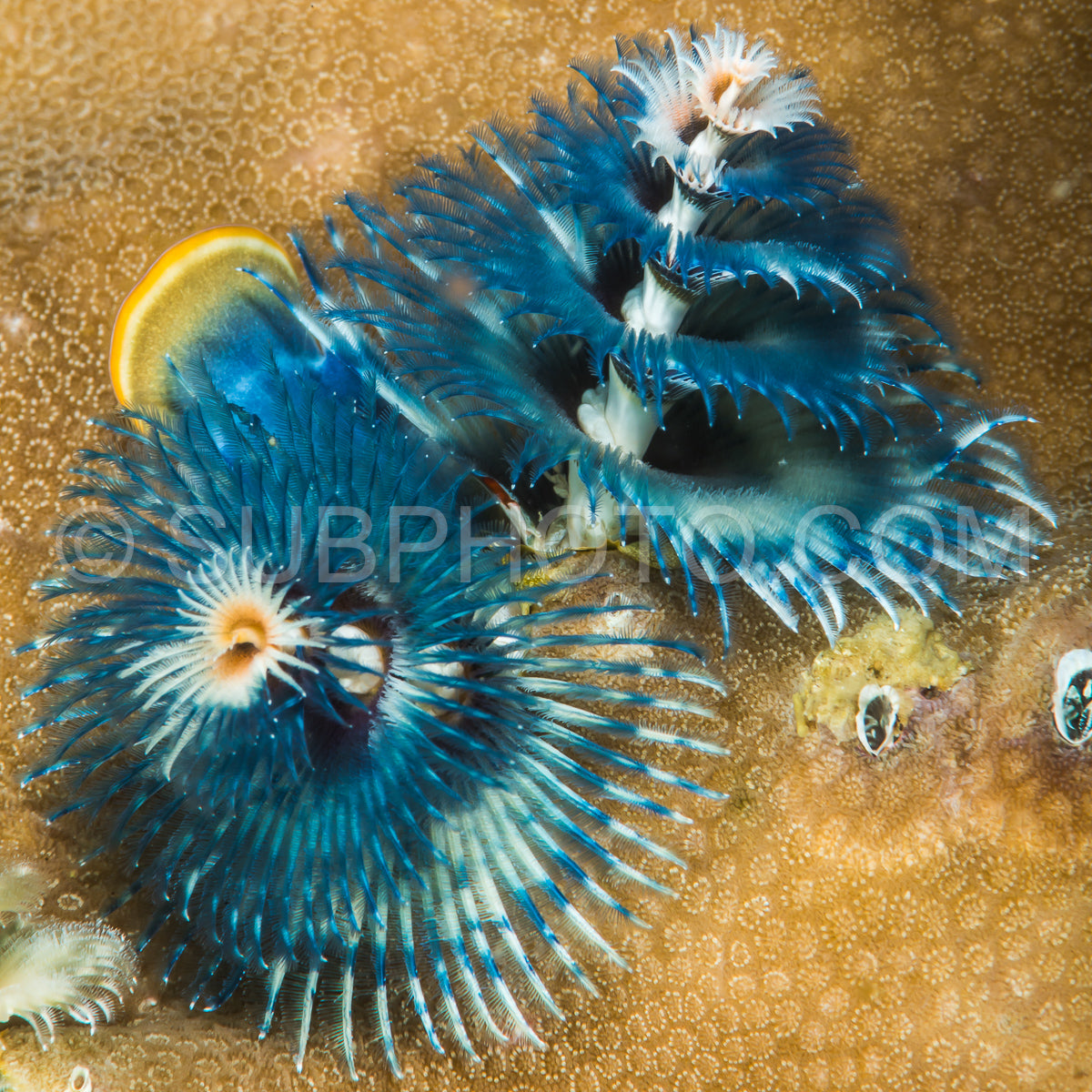 Spirobranchus giganteus- commonly known as Christmas tree worms- are tube-building polychaete worms belonging to the family Serpulidae
