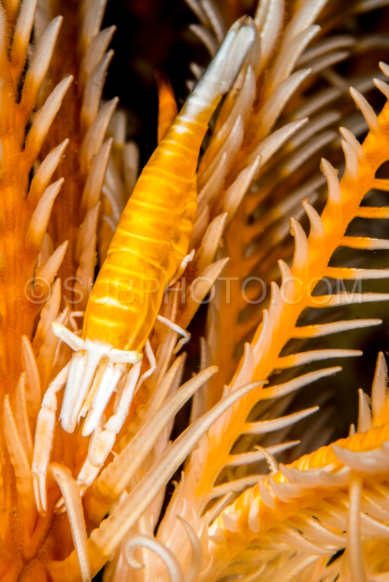 Photo de crevette crinoïde ambon