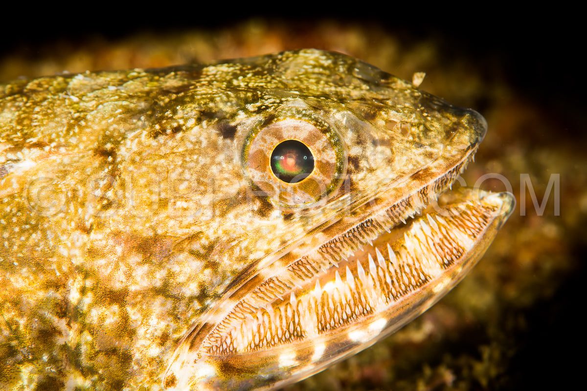 Photo de tête de poisson-lézard nuageux gros plan