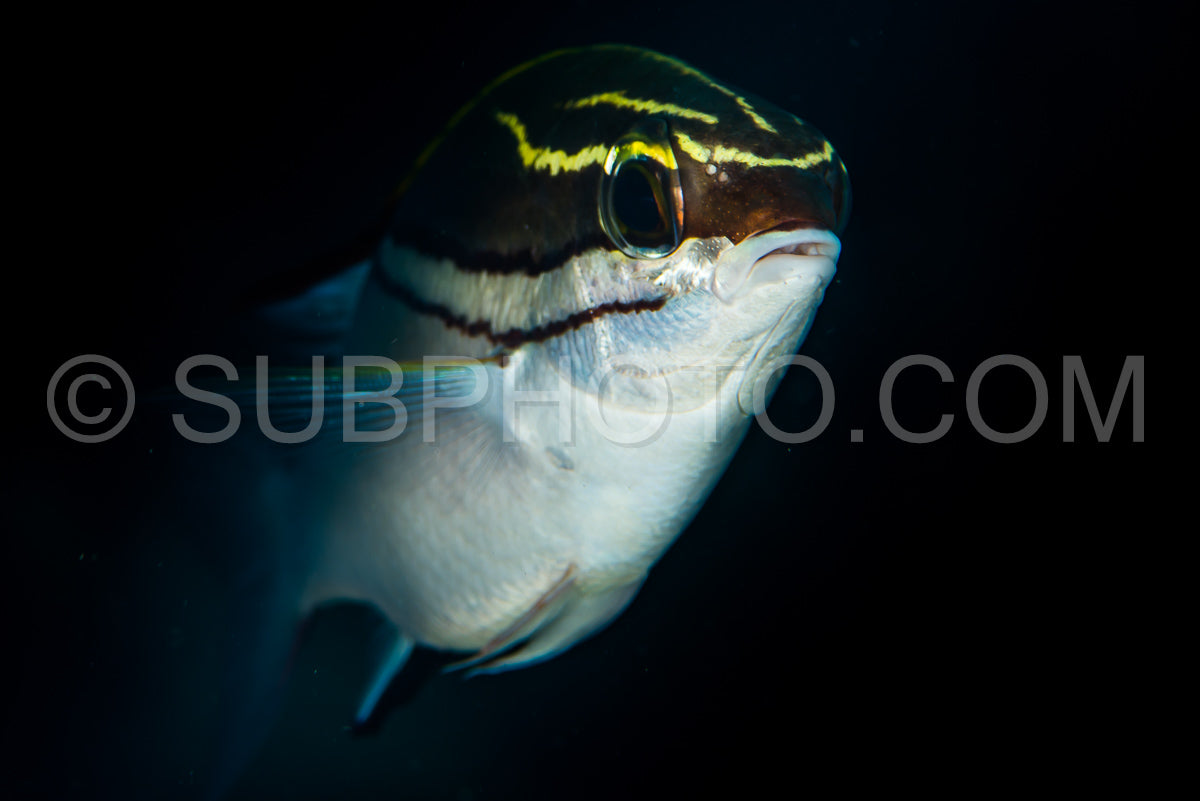 Photo de brème monocle bridée