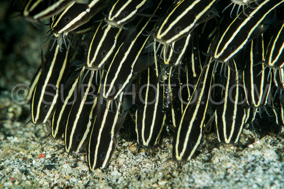schooling of juvenile coral catfish or striped eel catfish or saltwater catfish