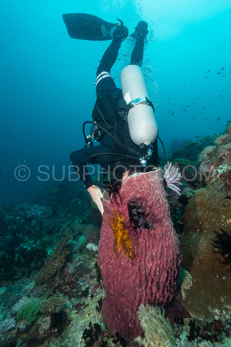 woman scuba diving on a tropical reef