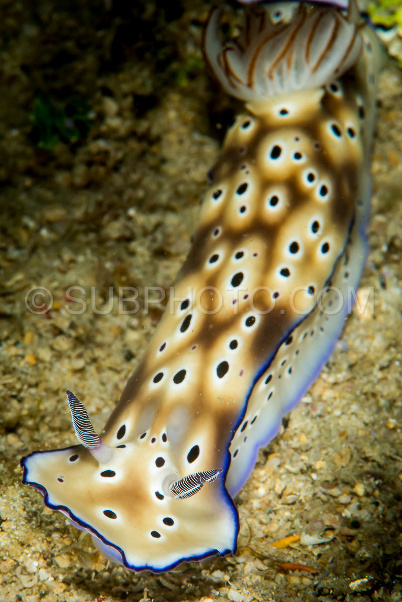Photo de nudibranche hypselodoris tryoni