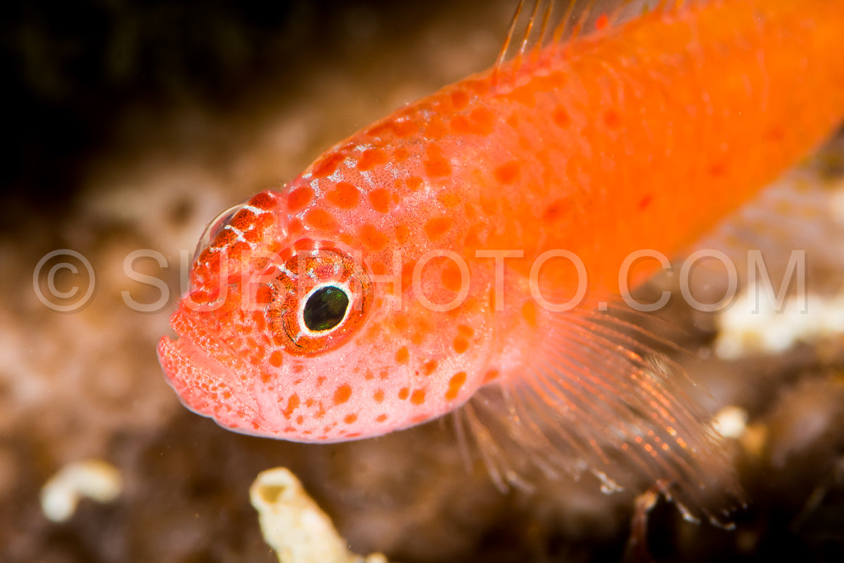 Photo de gobie pygmée d'Okinawa