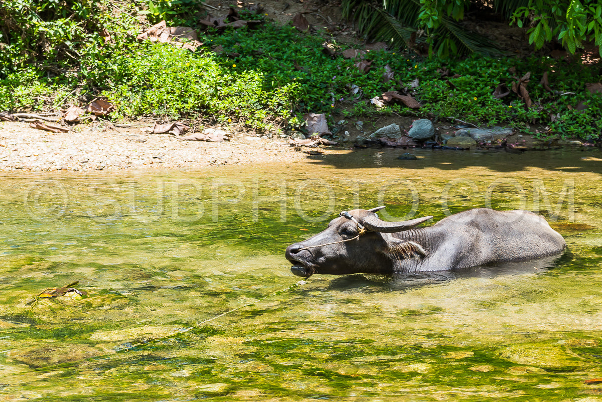 Photo de buffles d'eau domestiques à Mindoro- Philippines