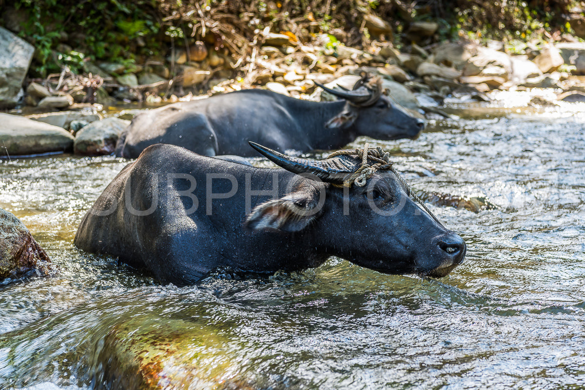 Photo de buffles d'eau domestiques à Mindoro- Philippines
