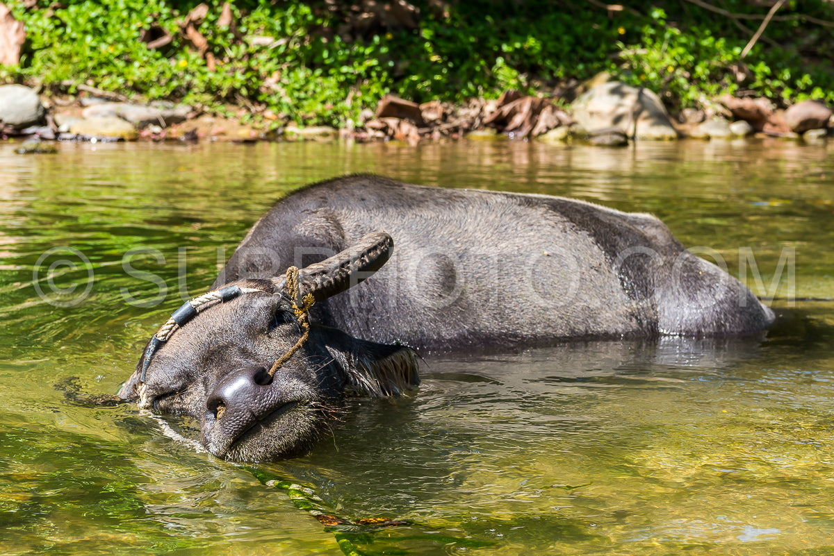 domestic water buffalo in Mindoro- Philippines