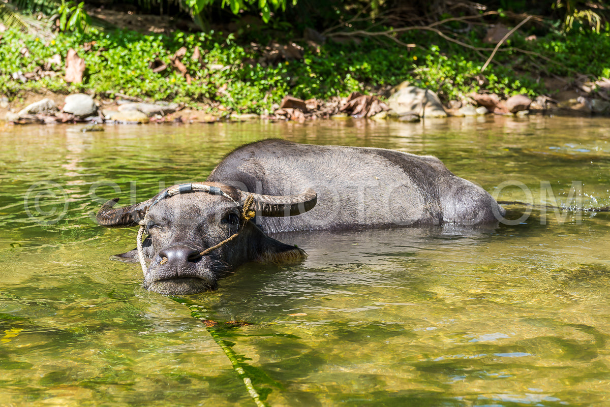 Photo de buffles d'eau domestiques à Mindoro- Philippines