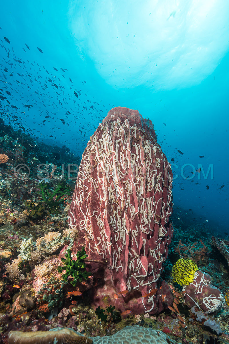 barrel sponge cevered with hundreds of white worms