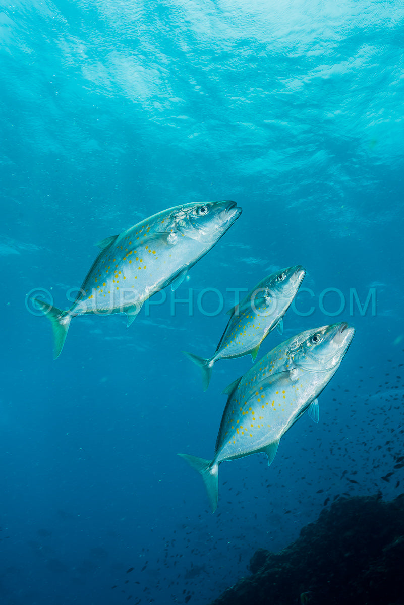 Photo de carangue à taches noires