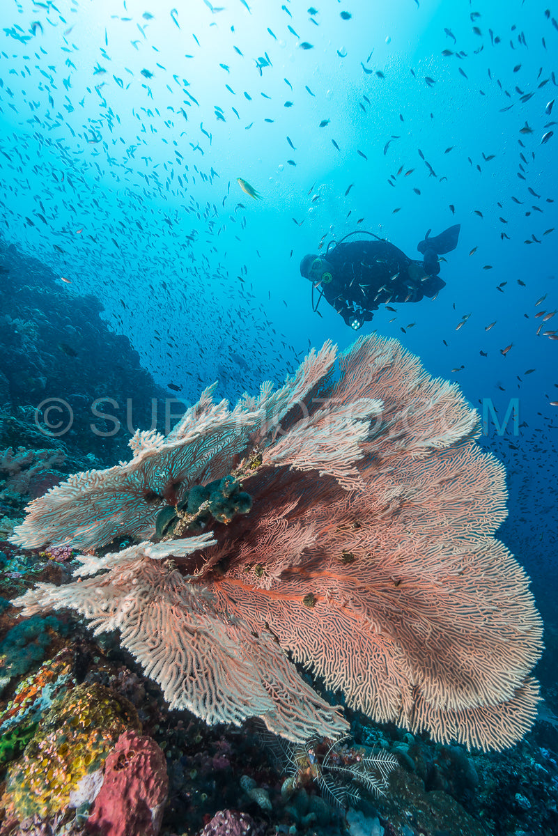 diver over soft coral on a tropical reef