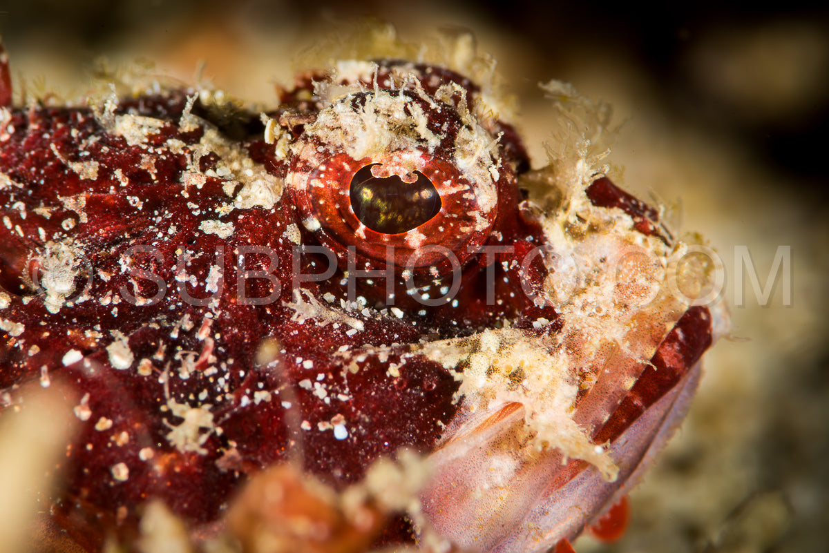 juvenile tasseled scorpionfish head closeup