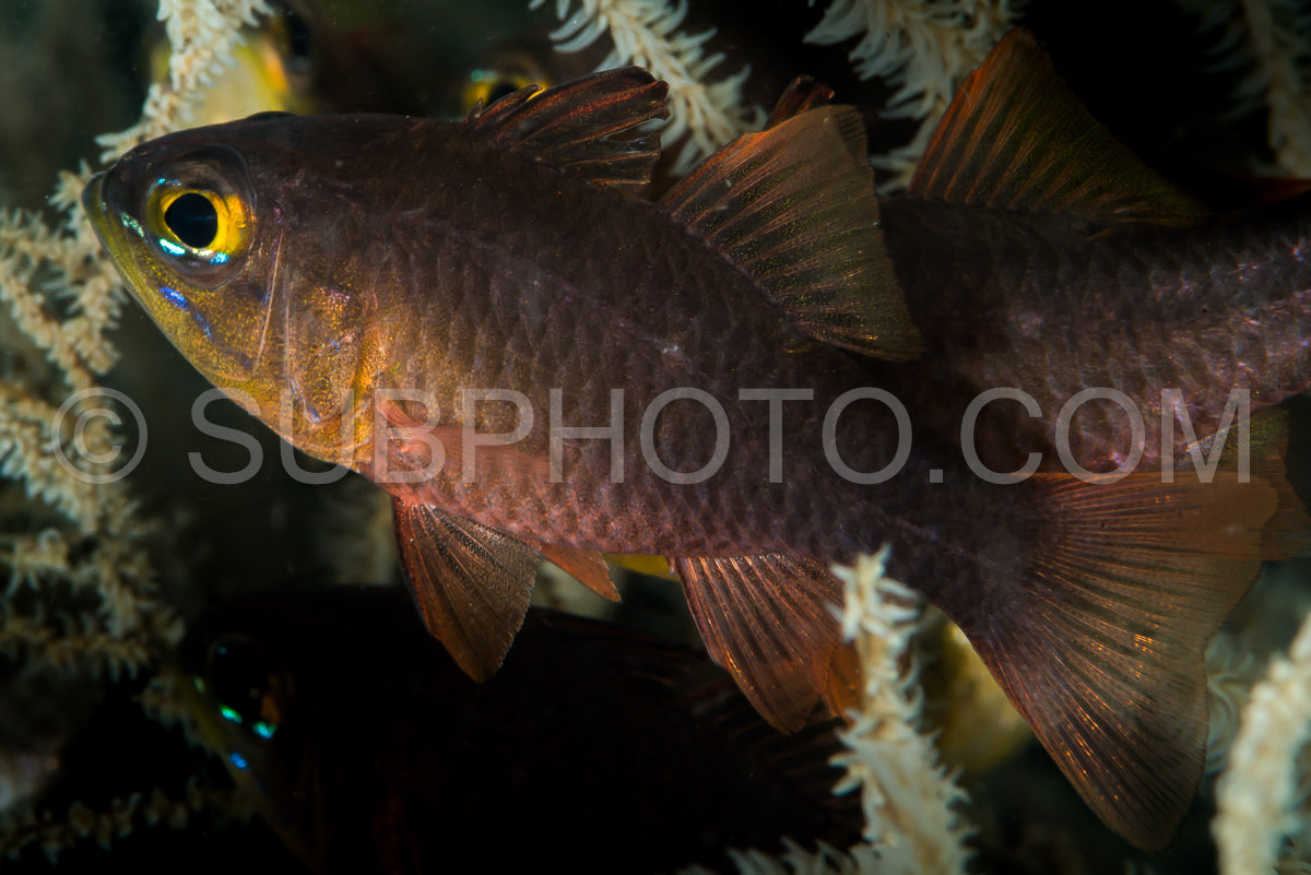 yellow eye cardinalfish closeup