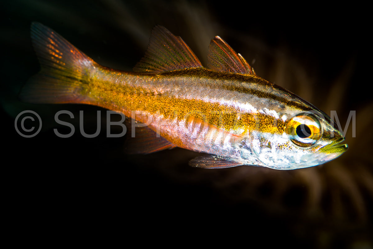 sharpline cardinalfish closeup