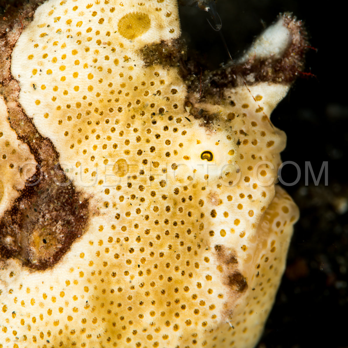 painted frogfish closeup