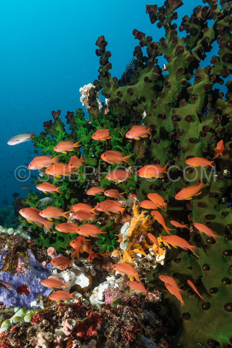 Photo de école de luzon poissons anthias