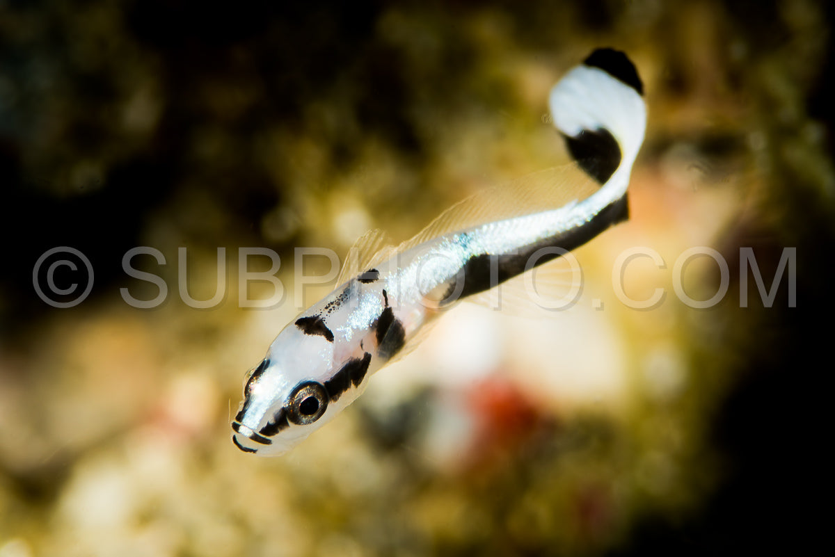 juvenile fish of unknown species
