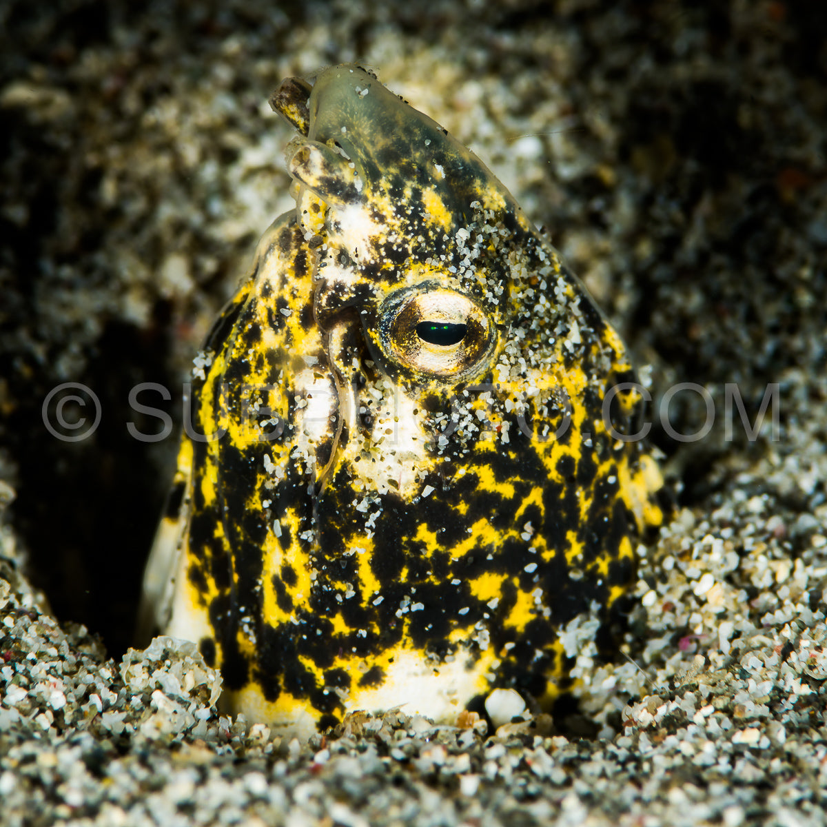 Photo de Couleuvre marbrée Anguille