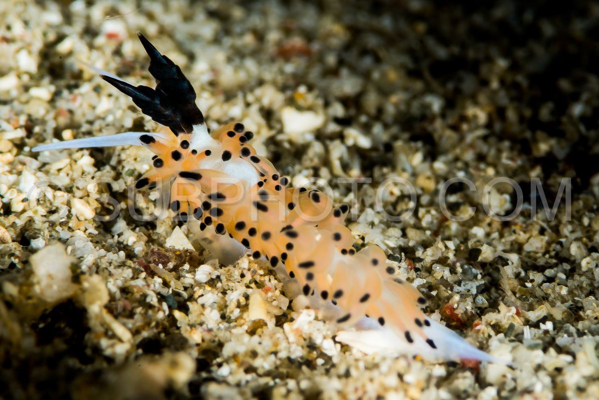 Photo de limace de mer nudibranche favorinus tsuruganus