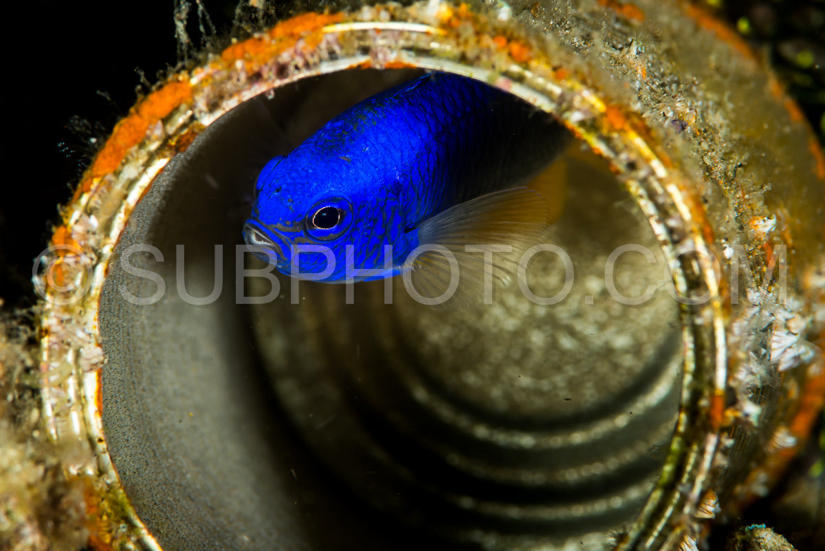 Photo de poisson demoiselle néon vivant dans une boîte de conserve rouillée abandonnée