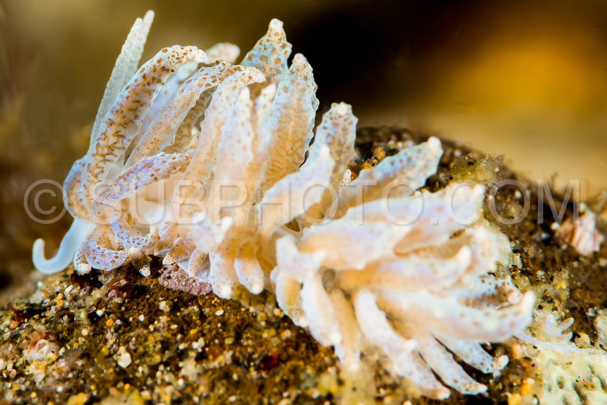 nudibranch sea slug favorinus japonicus baba