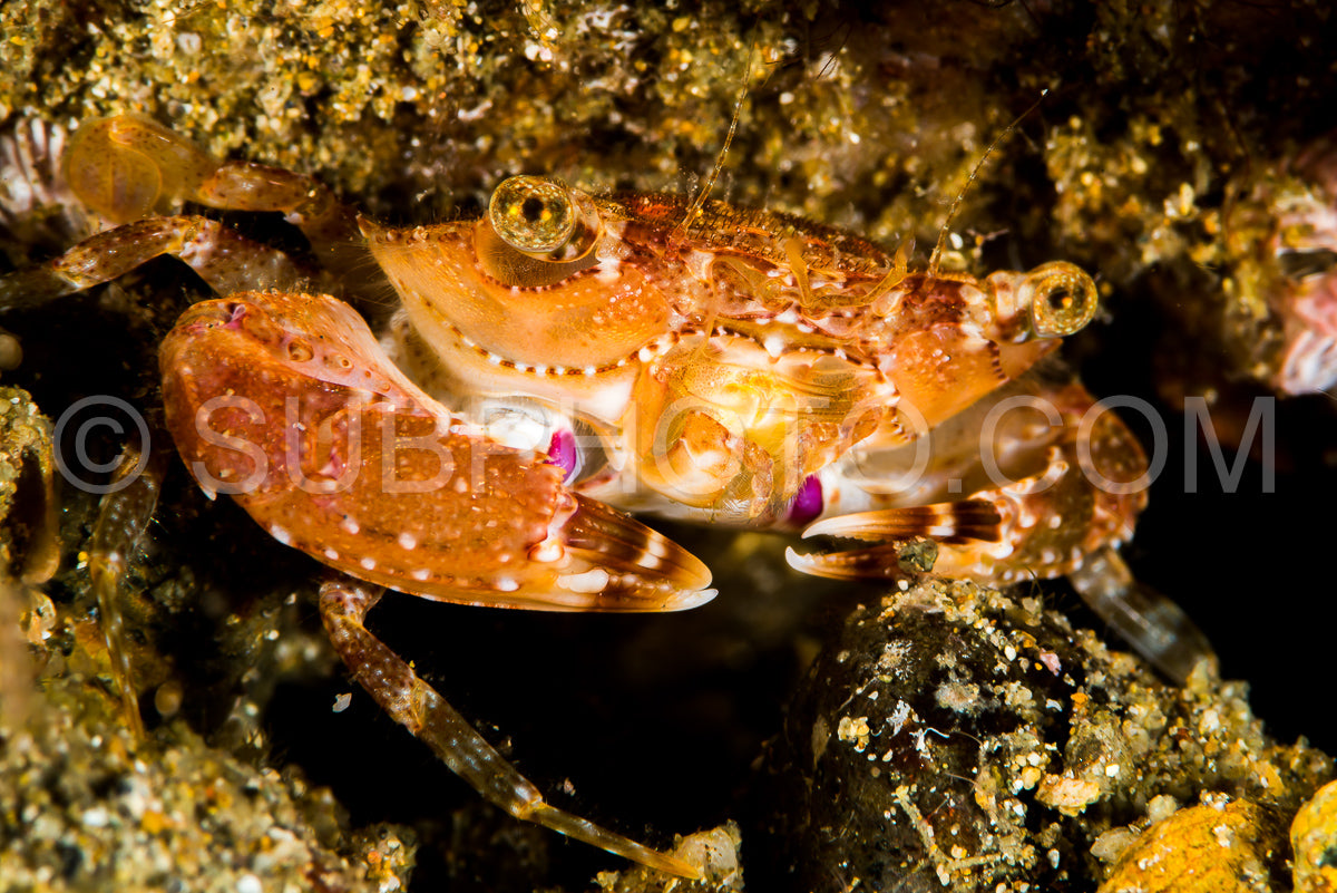 undetermined swimming crab
