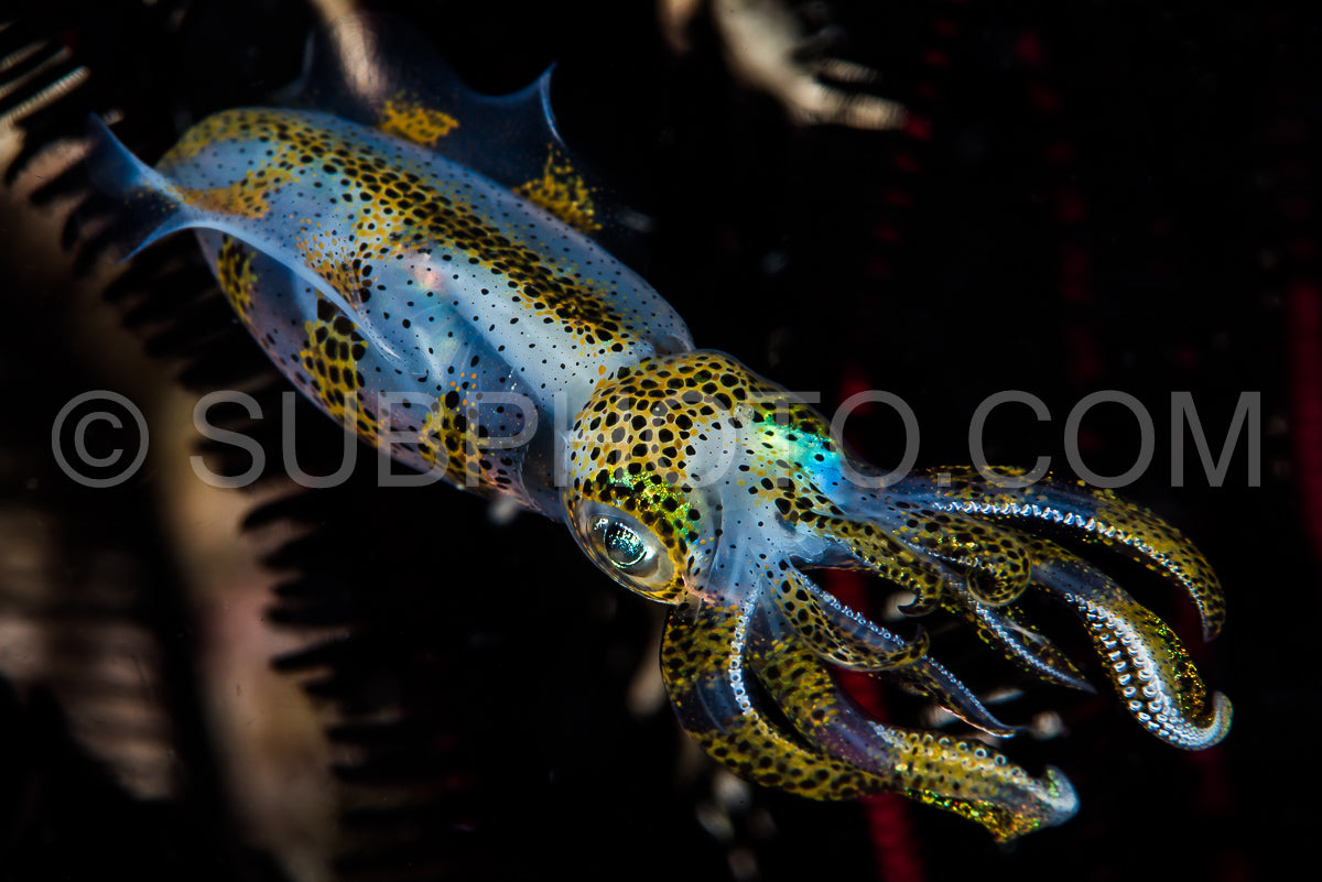 Photo de calmar de récif à gros nez