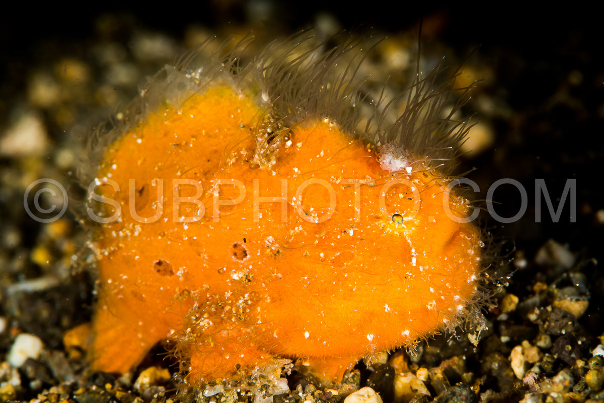 juvenile hairy striated frogfish
