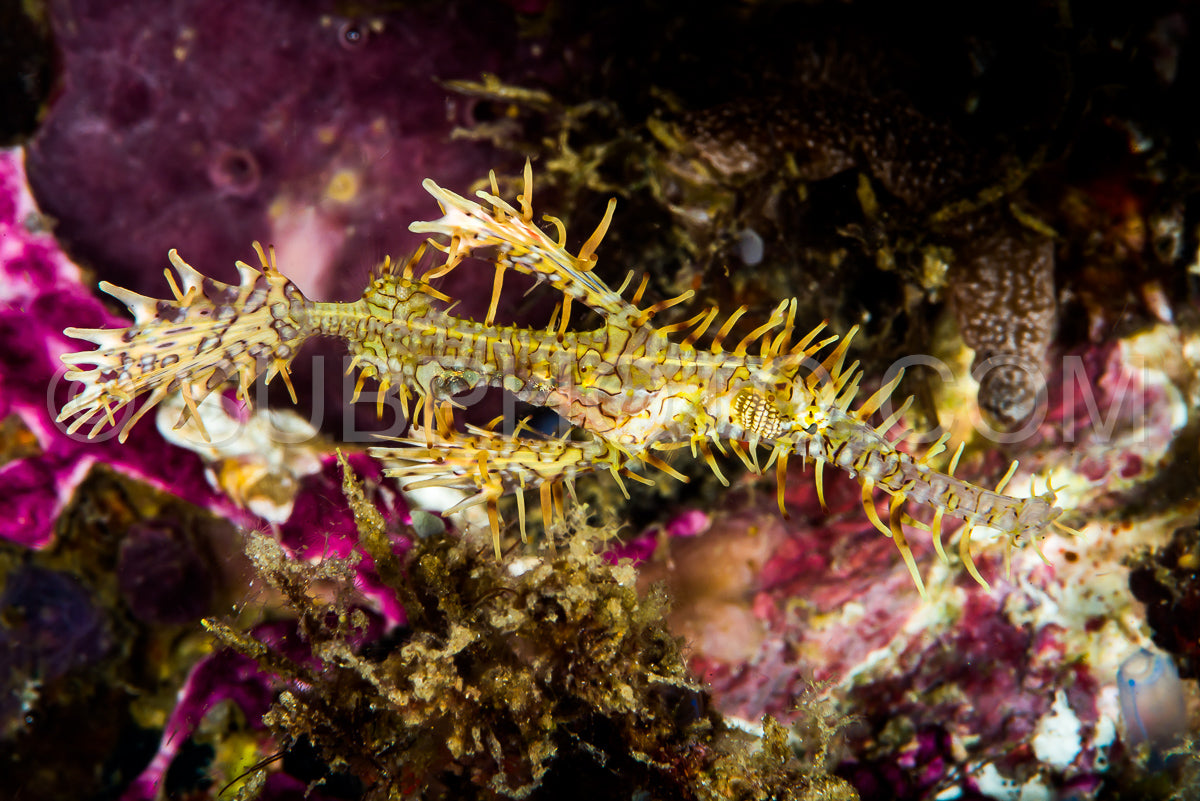 Female ornate ghost pipefish