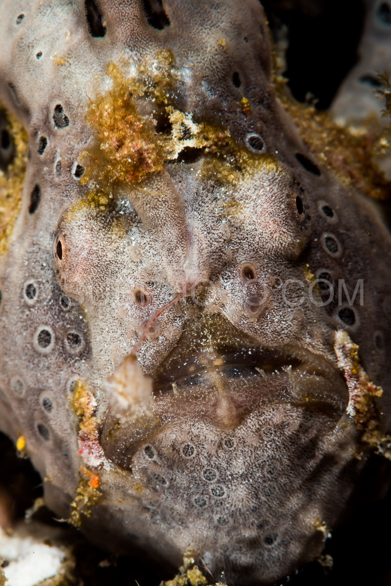 Photo de grenouille peinte gros plan