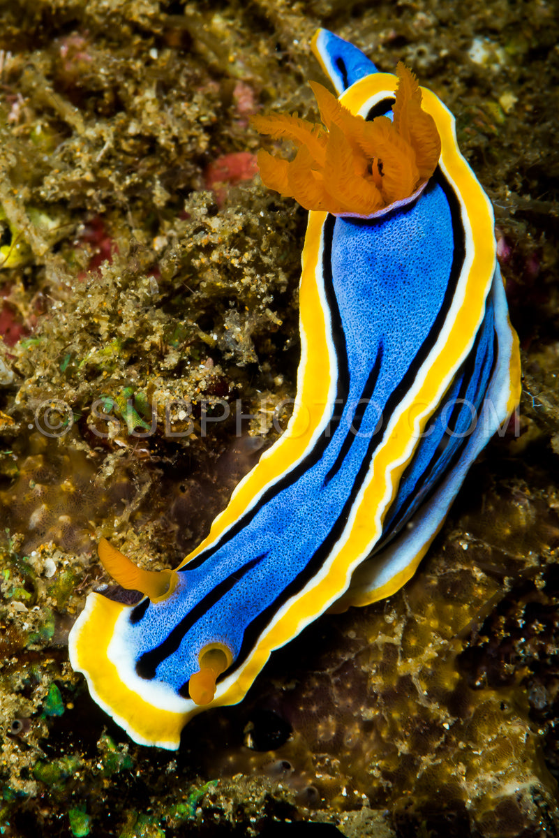 nudibranch chromodoris annae Bergh