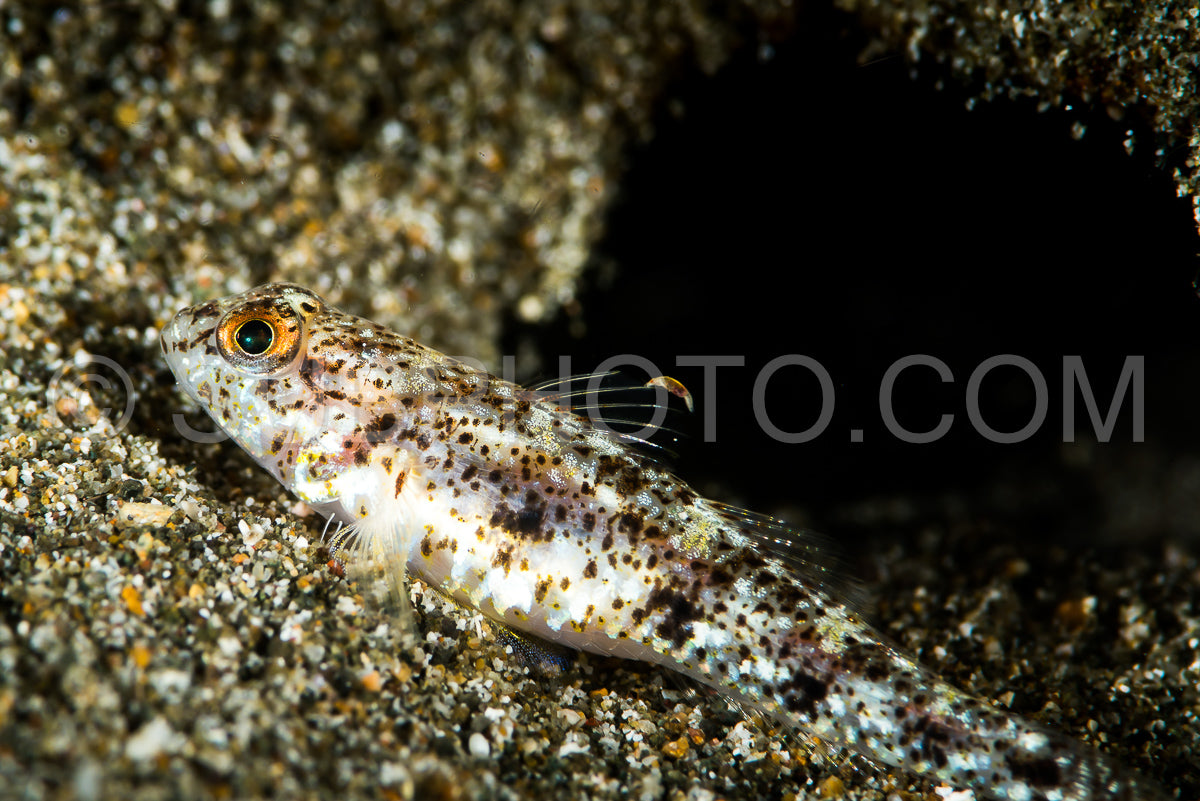 Photo de poisson gobie de sable