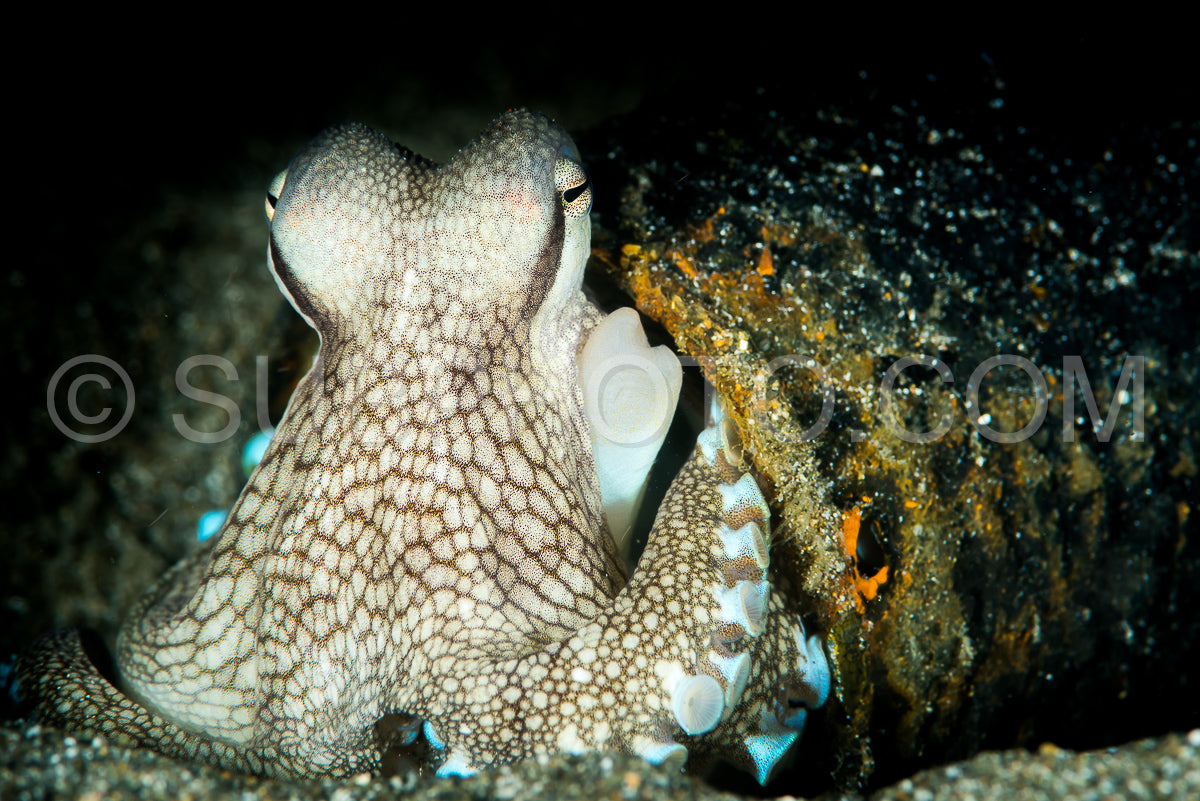 Photo de poulpe à noix de coco dans sa coquille protectrice sur un fond sablonneux