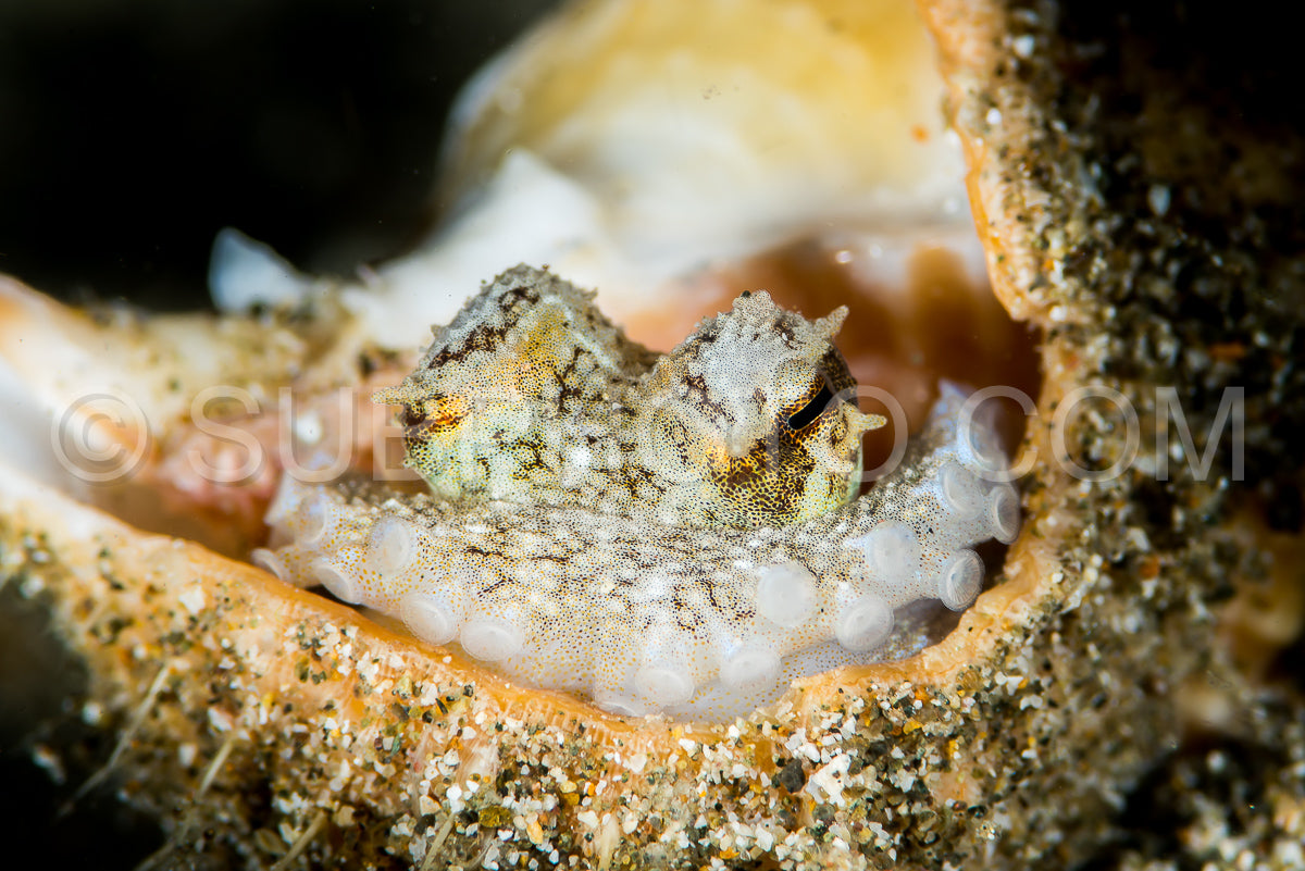 coconut octopus in its protective shell on a sandy bottom