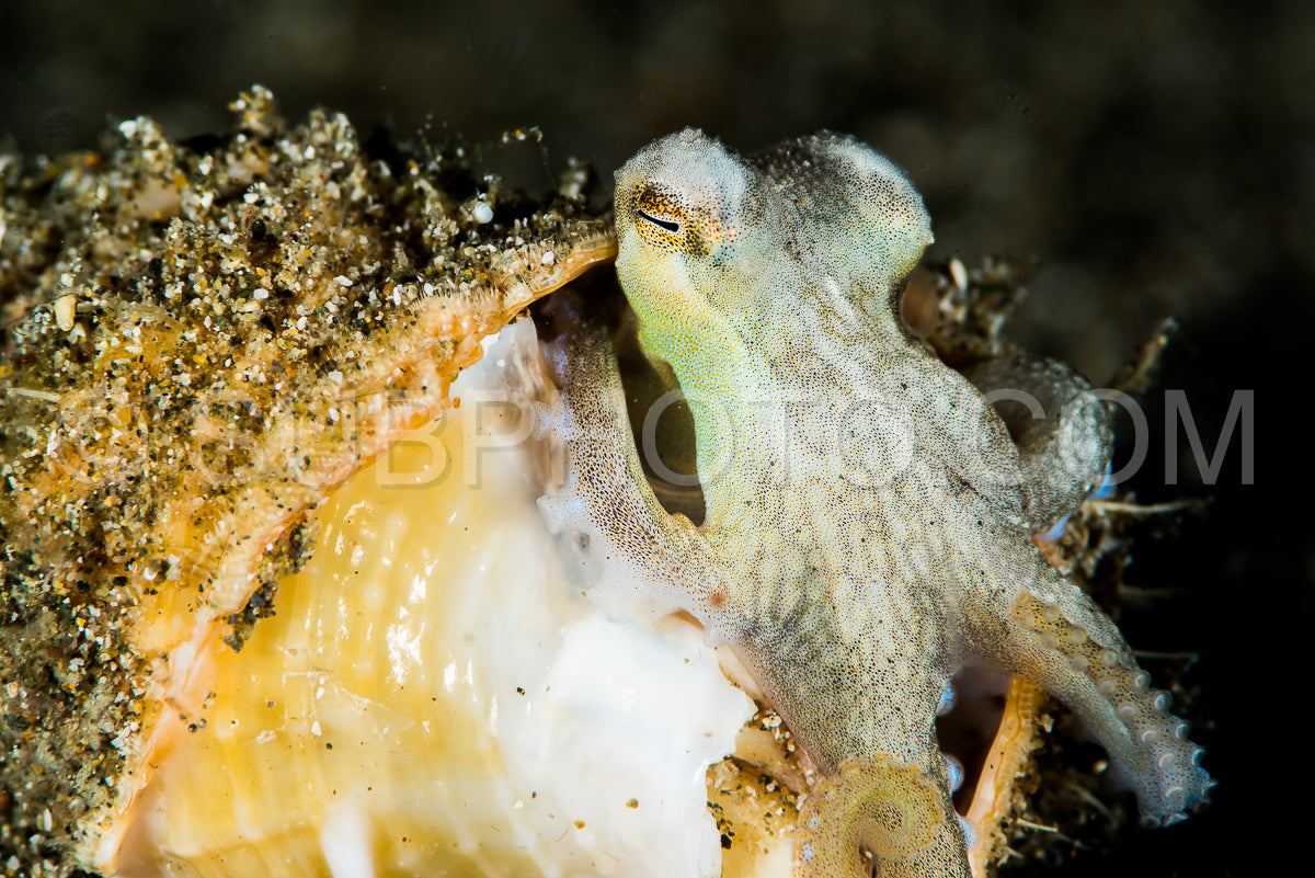 coconut octopus in its protective shell on a sandy bottom