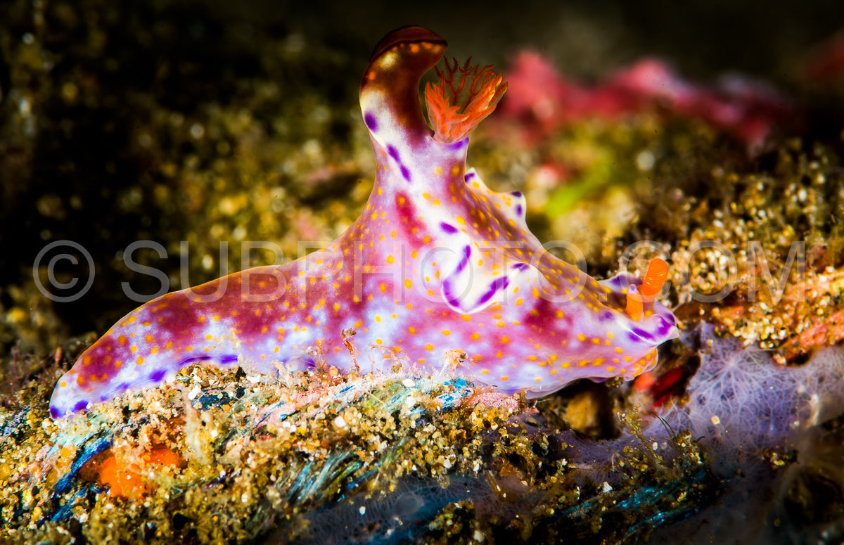 Photo de nudibranche ceratosoma tenue abraham