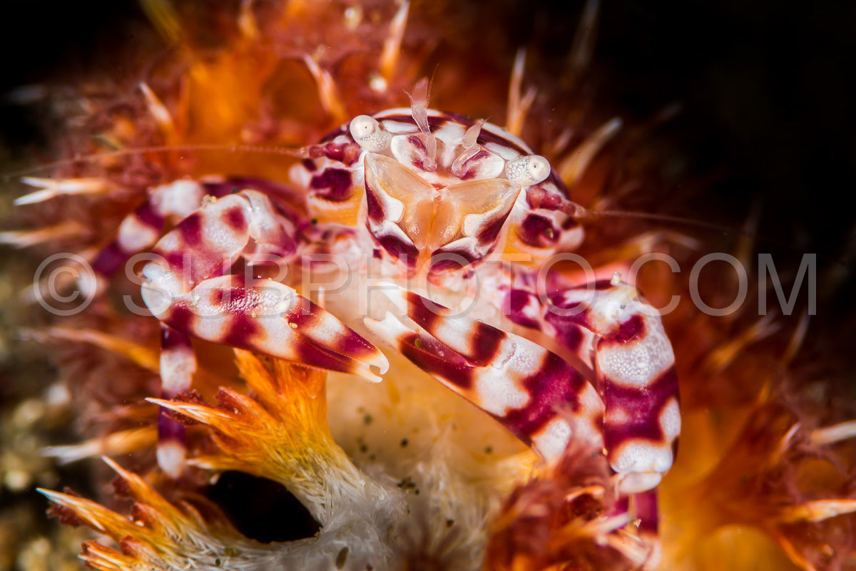 Photo de corail mou crabe nageur