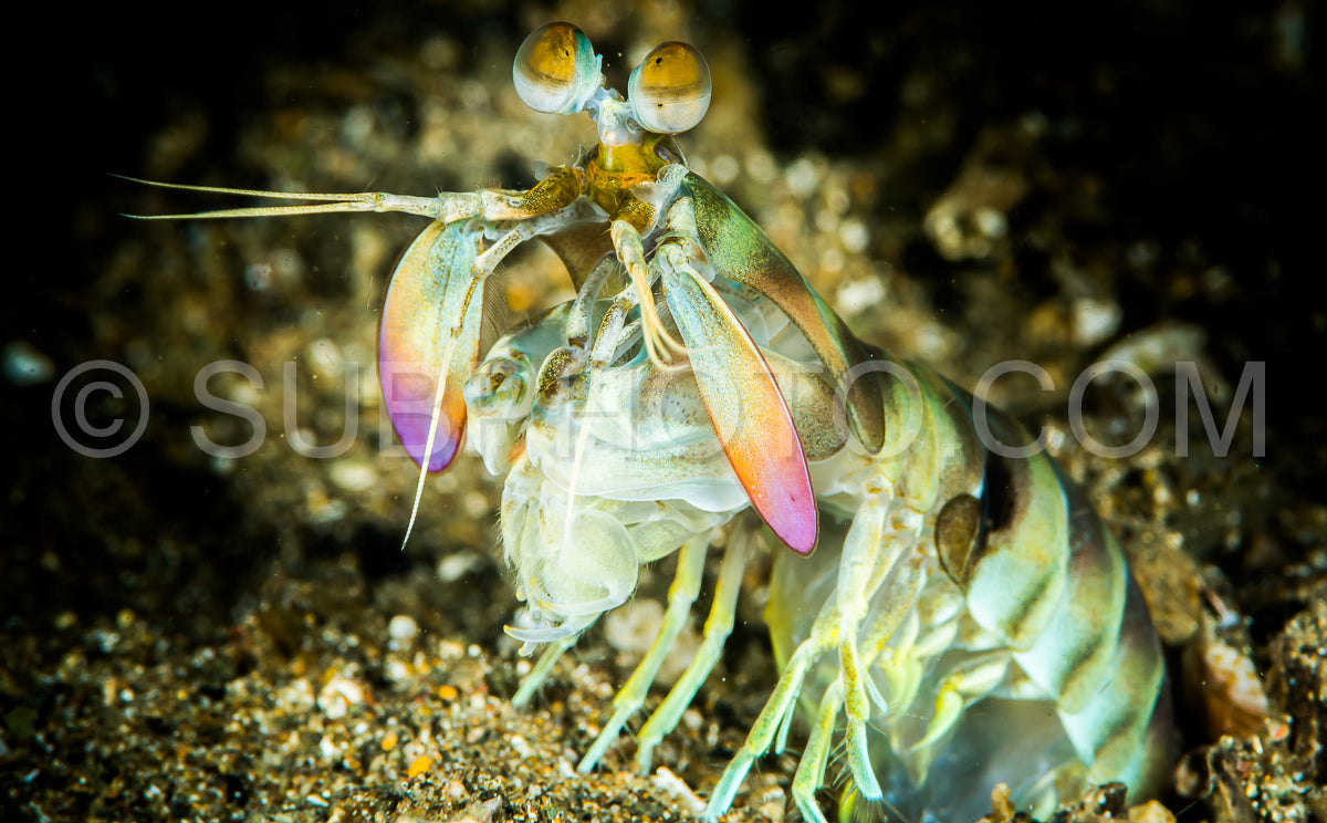 keel tail mantis shrimp