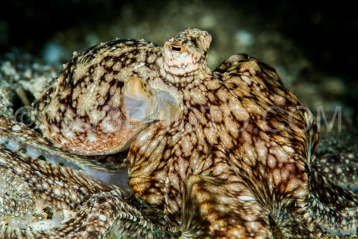 marbled octopus on sand