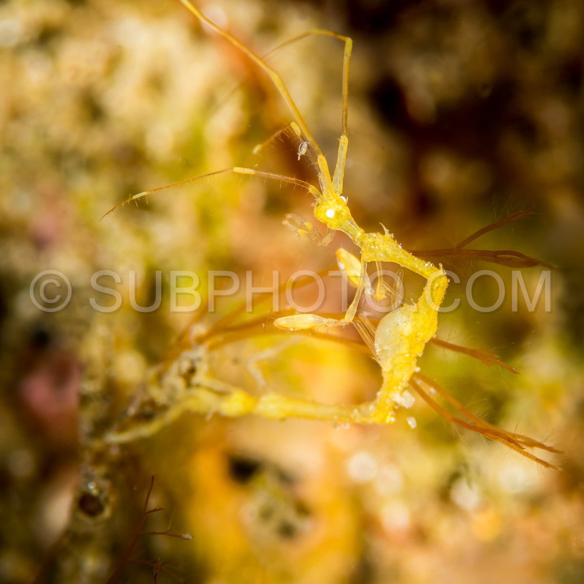 Skeleton shrimp