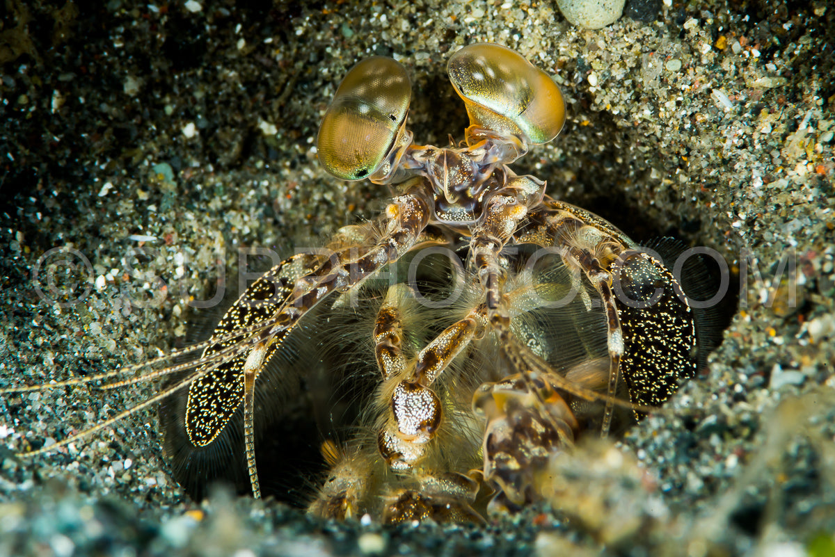 tiger mantis shrimp